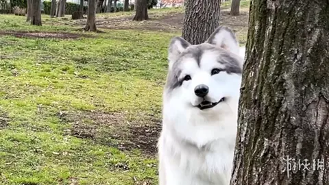 欢庆新春佳节，中国独家神秘盲盒惊喜大放送，尽享红包与好礼双重狂欢！